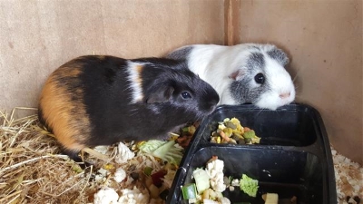 Guinea Pigs eating lunch